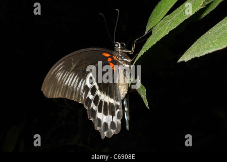 BLAUE MORMONE Schmetterling Papilio Polymnestor Papilionidae: Schwalbenschwänze Stockfoto