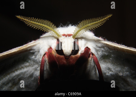 Die indischen Mondmotte oder indischen Luna Moth (Actias Selene) Stockfoto