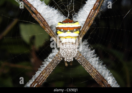 Signatur-Spinne, Wespenspinne sp, ARANEIDAE. Assam. Indien Stockfoto