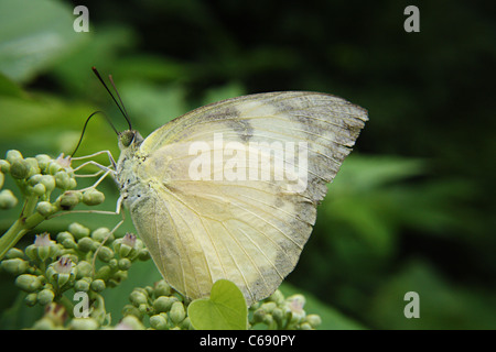 Grün-veined weiß Schmetterling (Pieris Napi) Stockfoto