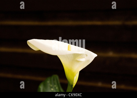 Calla-Lilie Blume Stockfoto