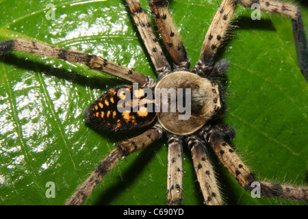 Sparassidae Spider oder Huntsman Spinne (ehemals Heteropodidae) Stockfoto