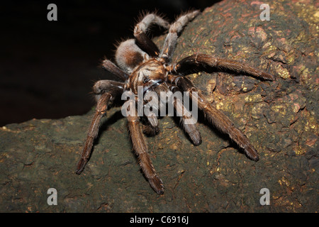 Tarantel auf Felsen Stockfoto