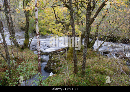 Ein Fluss mit Laubbäumen in herbstlichen Farben herabfließende Glen Loy Stockfoto