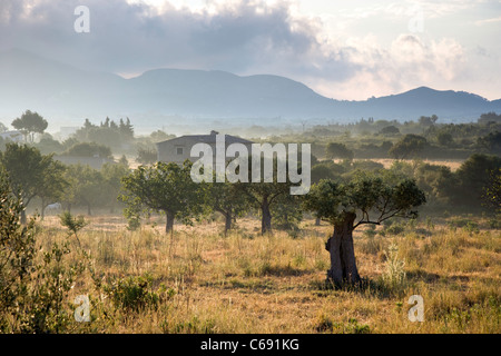 Einem warmen spanischen Morgen in der Nähe von Port de Pollenca auf Mallorca, mit Nebel, Berge, Feigen- und Datum Bäume eine schöne Szene einstellen. Stockfoto