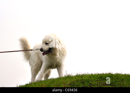 Glücklich polnischen Tatra Schäferhund auf dem Rasen. Die Fotografie des Hundes auf dem weißen Hintergrund isoliert. Aufgenommen am 2011. Stockfoto