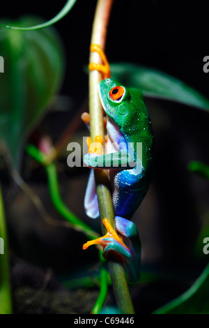 Eine Makroaufnahme von einer bunten Red-Eyed Laubfrosch (Agalychnis Callidryas) Klettern Rebe in seiner tropischen Umgebung. Stockfoto