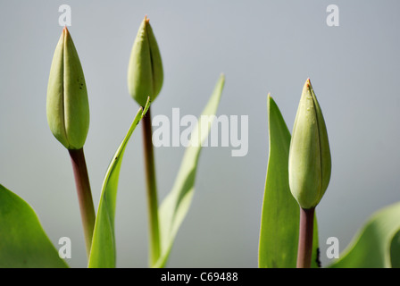 Unmature rote Tulpen. Stockfoto
