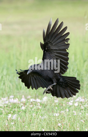 Amerikanische Krähe im Flug - vertikal Stockfoto
