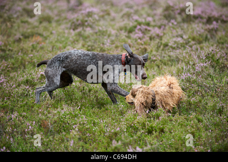 Ein deutscher Vorstehhund spielen in die Heide mit einem Spaniel Stockfoto