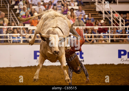 Rodeo Cowboy Bullenreiten beim Mesquite Championship Rodeo, Mesquite, Texas, USA Stockfoto