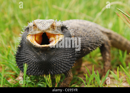 Australische östlichen Bartagame. Pogona barbata Stockfoto