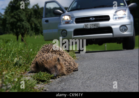 Igel vor dem Auto am Straßenrand Stockfoto