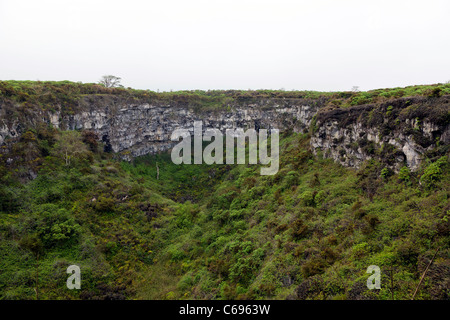 Farne, die Kolonialisierung des versunkenen Kraters des Los Gemelos im Hochland von Santa Rosa, Santa Cruz, Galapagos-Inseln Stockfoto