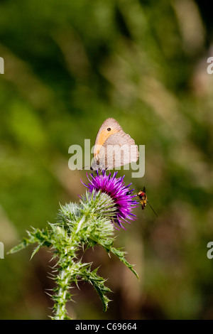 Wiese braun Schmetterling (Maniola Juritina) und schweben fliegen auf Distel Stockfoto