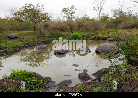 Die Riesenschildkröte "Spa" im Rancho Pimicias, Santa Cruz, Galapagos-Inseln, Ecuador Stockfoto