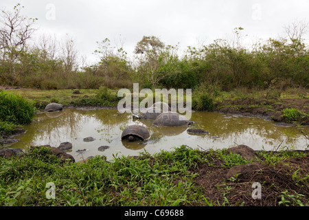 Die Riesenschildkröte "Spa" im Rancho Pimicias, Santa Cruz, Galapagos-Inseln, Ecuador Stockfoto