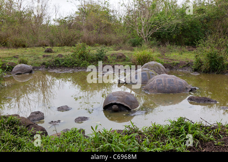 Die Riesenschildkröte "Spa" im Rancho Pimicias, Santa Cruz, Galapagos-Inseln, Ecuador Stockfoto