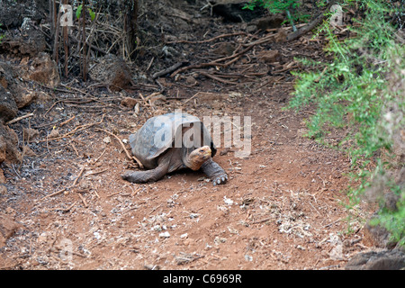 Espanola Riesenschildkröte (Sattel zurück Shell), Charles Darwin Research Station, Santa Cruz, Galapagos Stockfoto