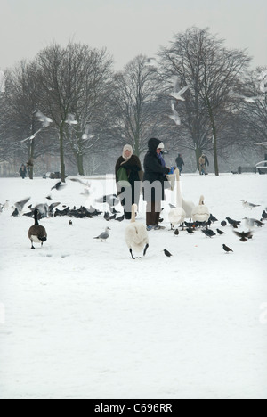 Schwäne und Tauben gefüttert mit Schnee auf dem Boden neben dem runden Teich im Hyde Park Stockfoto