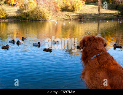 Hund beobachten Enten Stockfoto