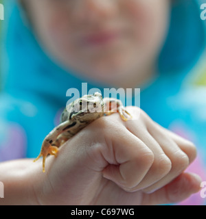 Nahaufnahme von einem kleinen Mädchen im Alter von 5 eine kleine Grasfrosch, die sie gefangen halten. Stockfoto