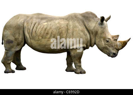 Nashorn Rhino ausgeschnitten. Blick von der Seite. Nahaufnahme (Makro) Stockfoto