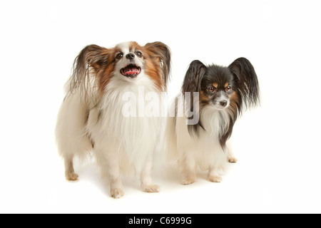 zwei Papillon Hunde vor einem weißen Hintergrund Stockfoto