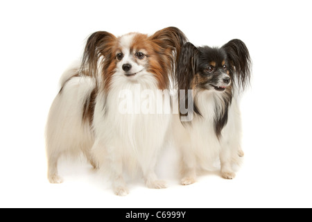 zwei Papillon Hunde vor einem weißen Hintergrund Stockfoto