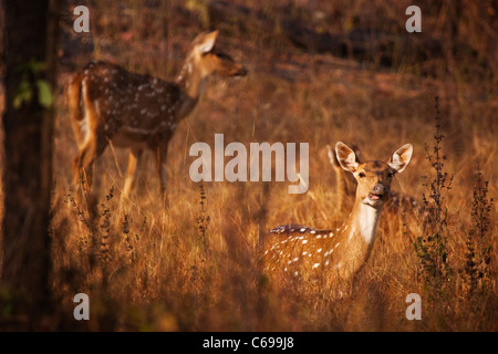 Chital oder Cheeteel (Achse-Achse) auch bekannt als Chital Rotwild oder Spotted Hirsch Stockfoto