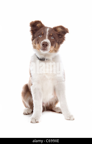 Border-Collie Welpen Hund vor einem weißen Hintergrund Stockfoto