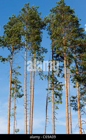 Finnische Kiefern (Pinus Sylvestris) gegen blauen Himmel, Finnland Stockfoto