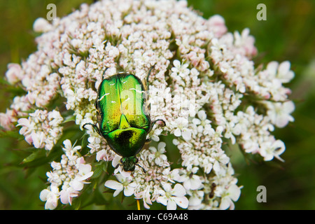 Rose Chafer, Cetonia aurata Stockfoto