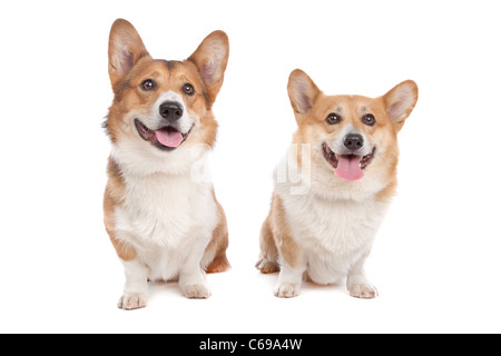 Pembroke Welsh Corgi vor einem weißen Hintergrund Stockfoto