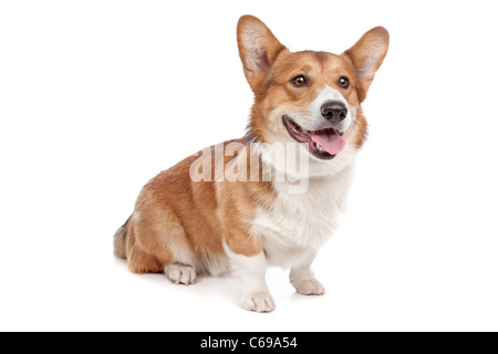 Pembroke Welsh Corgi vor einem weißen Hintergrund Stockfoto