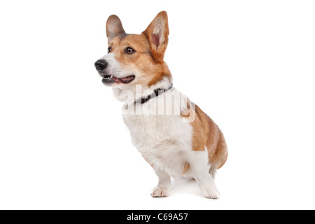 Pembroke Welsh Corgi vor einem weißen Hintergrund Stockfoto