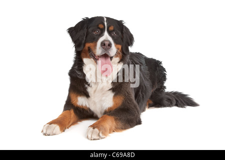 Berner Sennenhund vor einem weißen Hintergrund Stockfoto