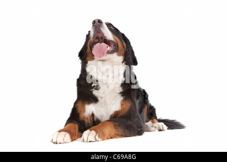 Berner Sennenhund vor einem weißen Hintergrund Stockfoto