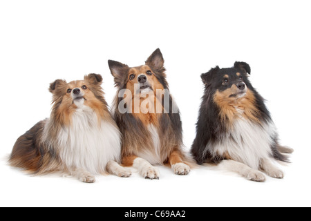 Shetland Sheepdogs vor einem weißen Hintergrund Stockfoto