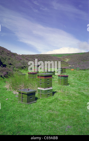 Bienenstöcke im Heidekraut bekleideten Southern Upland Hills im Sommer draußen Leadhills, South Lanarkshire, Schottland, Vereinigtes Königreich Stockfoto