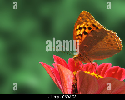 Schmetterling (Silber-washed Fritillary) sitzt auf der Blume (Zinnia) Stockfoto