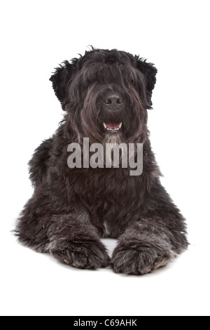 Bouvier Des Flandres vor einem weißen Hintergrund Stockfoto