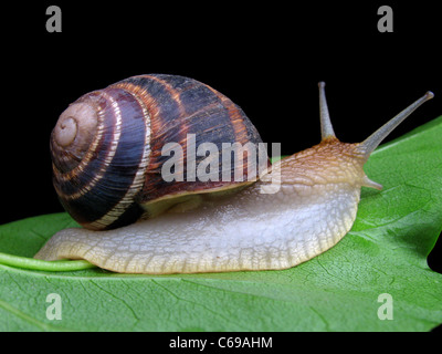 Schnecke auf einem grünen Blatt über schwarz Stockfoto