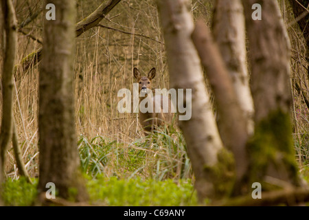 Neugierig westlichen Rehe im Wald (Capreolus Capreolus) Stockfoto