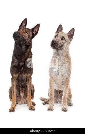 zwei belgische Schäferhunde vor einem weißen Hintergrund Stockfoto