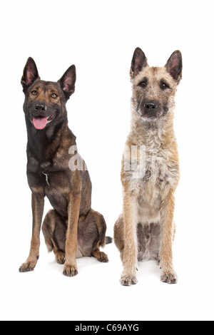 zwei belgische Schäferhunde vor einem weißen Hintergrund Stockfoto