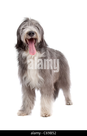 Bearded Collie vor einem weißen Hintergrund Stockfoto