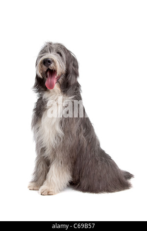 Bearded Collie vor einem weißen Hintergrund Stockfoto