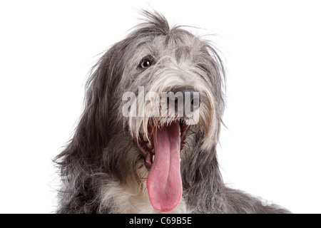 Bearded Collie vor einem weißen Hintergrund Stockfoto