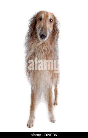 Barsoi oder Russisch Wolfhound, vor einem weißen Hintergrund Stockfoto